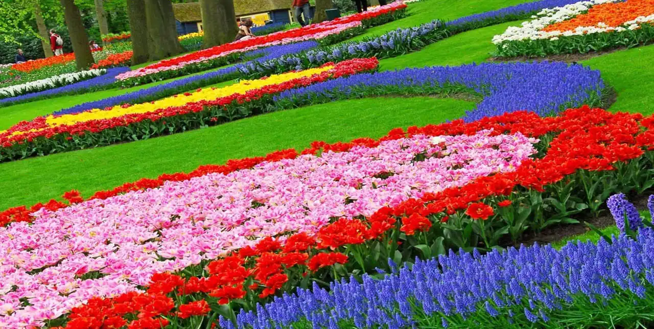 حديقة الزهور