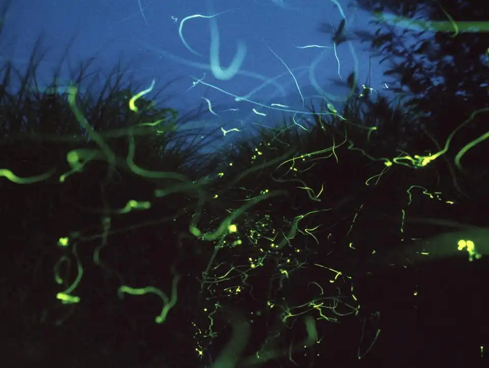 حديقة الفراشات المضيئة (1)